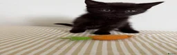 Mixed Breed cats for sale: Kittens 🐱  - Advert 13