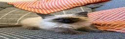 Ragdoll cats for sale: Ragdoll boy and girl - Advert 1
