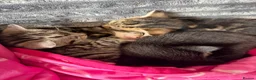 Mixed Breed cats for sale: Beautiful boy kittens  in Kilmarnock - Advert 10
