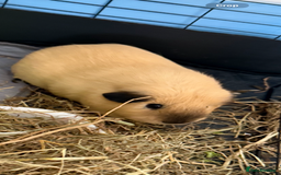 Guinea Pig rodents for sale: Californian male guinea pigs x 2 - Image 2