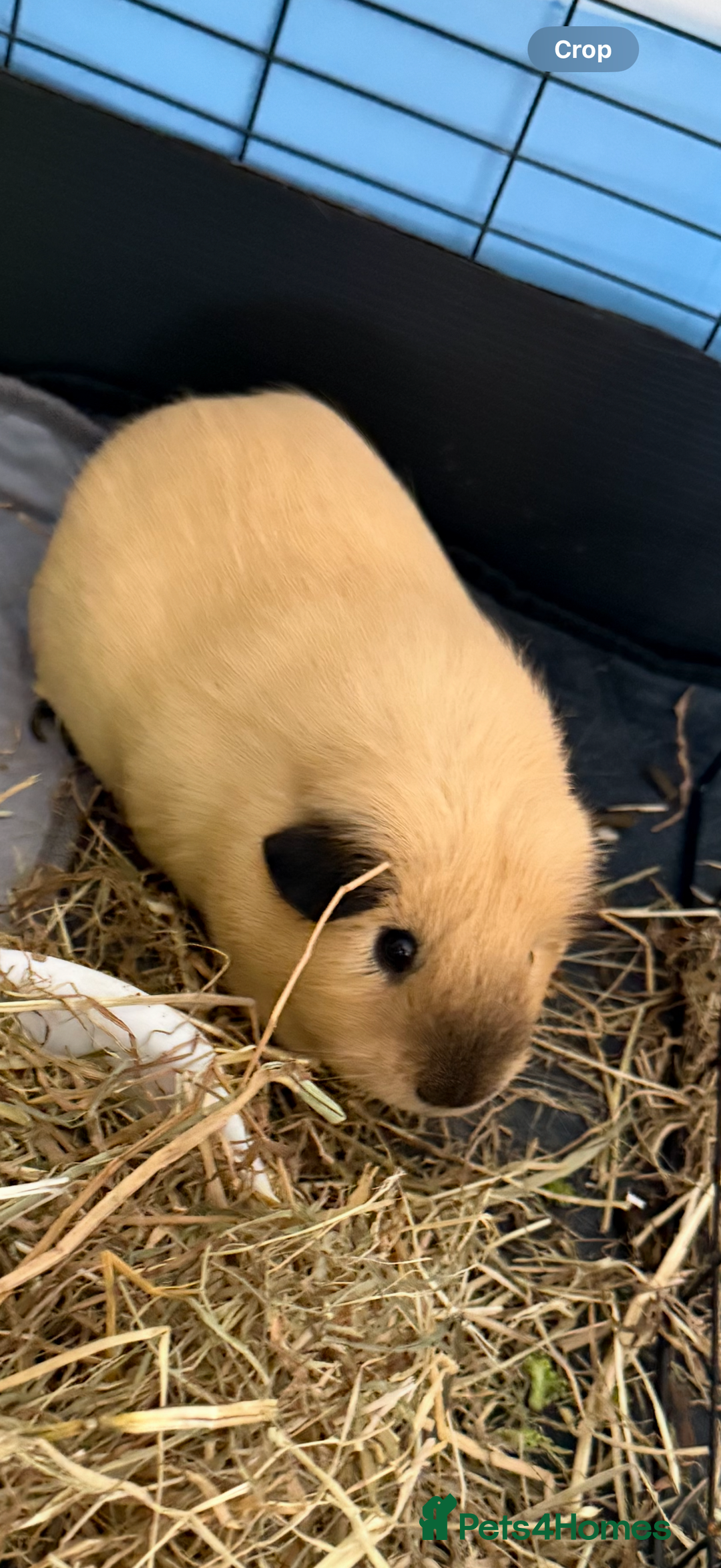 Guinea Pig rodents for sale: Californian male guinea pigs x 2 - Image 2