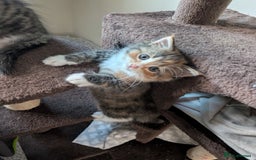 Mixed Breed cats for sale: 4 beautiful kittens for sale  - Image 13