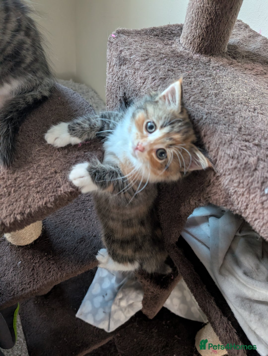 Mixed Breed cats for sale: 4 beautiful kittens for sale  - Image 13