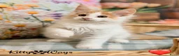 Maine Coon cats for sale: 🐾🦁 *TICA REG* GINGER MAINE COON KITTENS🦁🐾 - Advert 14