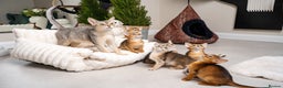 Abyssinian cats for sale: 6 Amazing Abyssinians, Extra Lovlely Personality - Advert 18