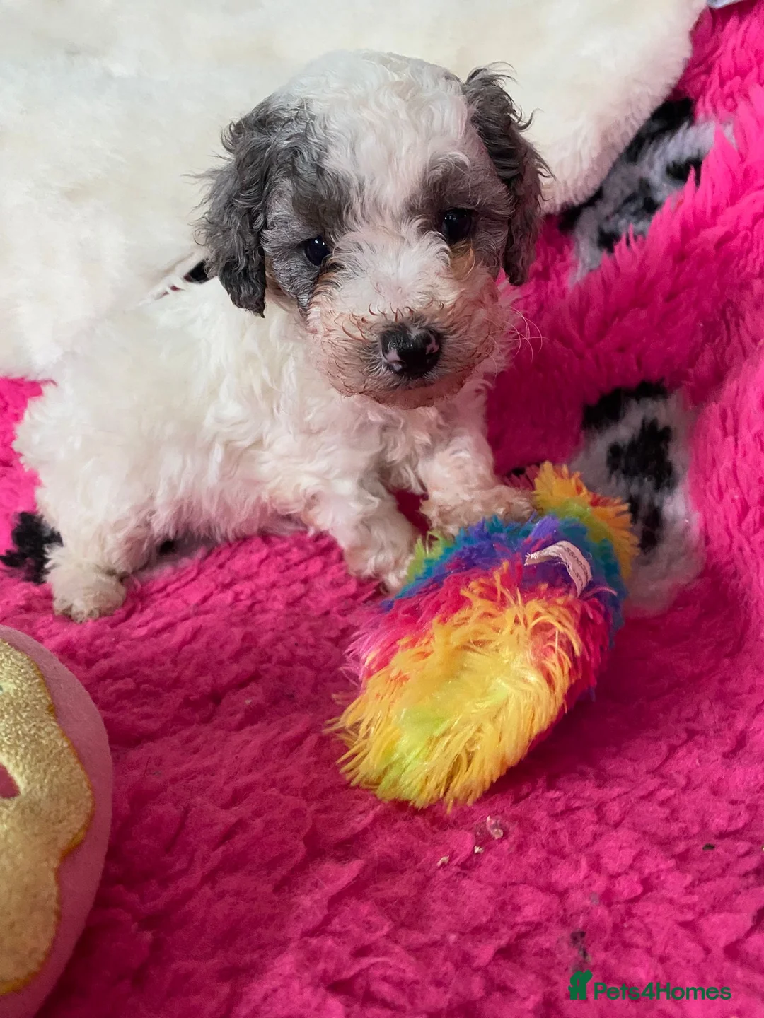 Cavapoo dogs for sale: Beautiful cavapoo puppies ready now - Advert 7