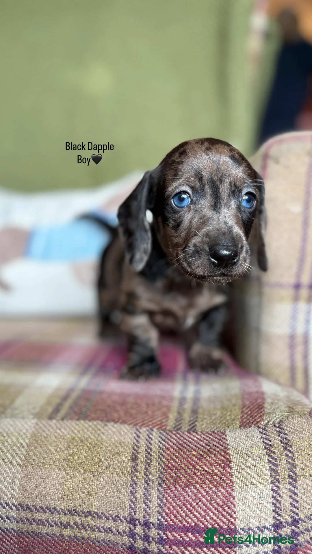 Miniature Dachshund dogs for sale: SMOOTH HAIRED MINIATURE DACHSHUNDS🖤 - Advert 3