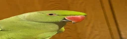 Parakeets birds for sale: Indian Ring Neck  - Advert 4