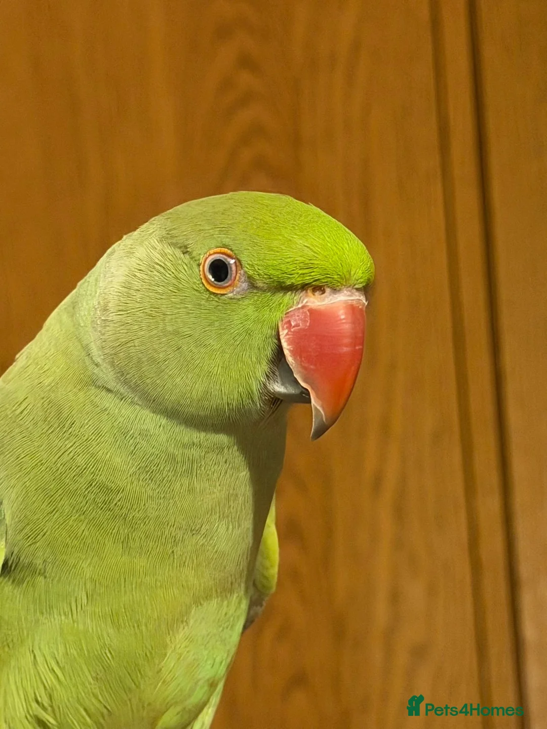 Parakeets birds for sale: Indian Ring Neck  - Advert 4