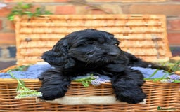 Australian Labradoodle dogs for sale: Australian labradoodle** READY TO GO** - Image 8