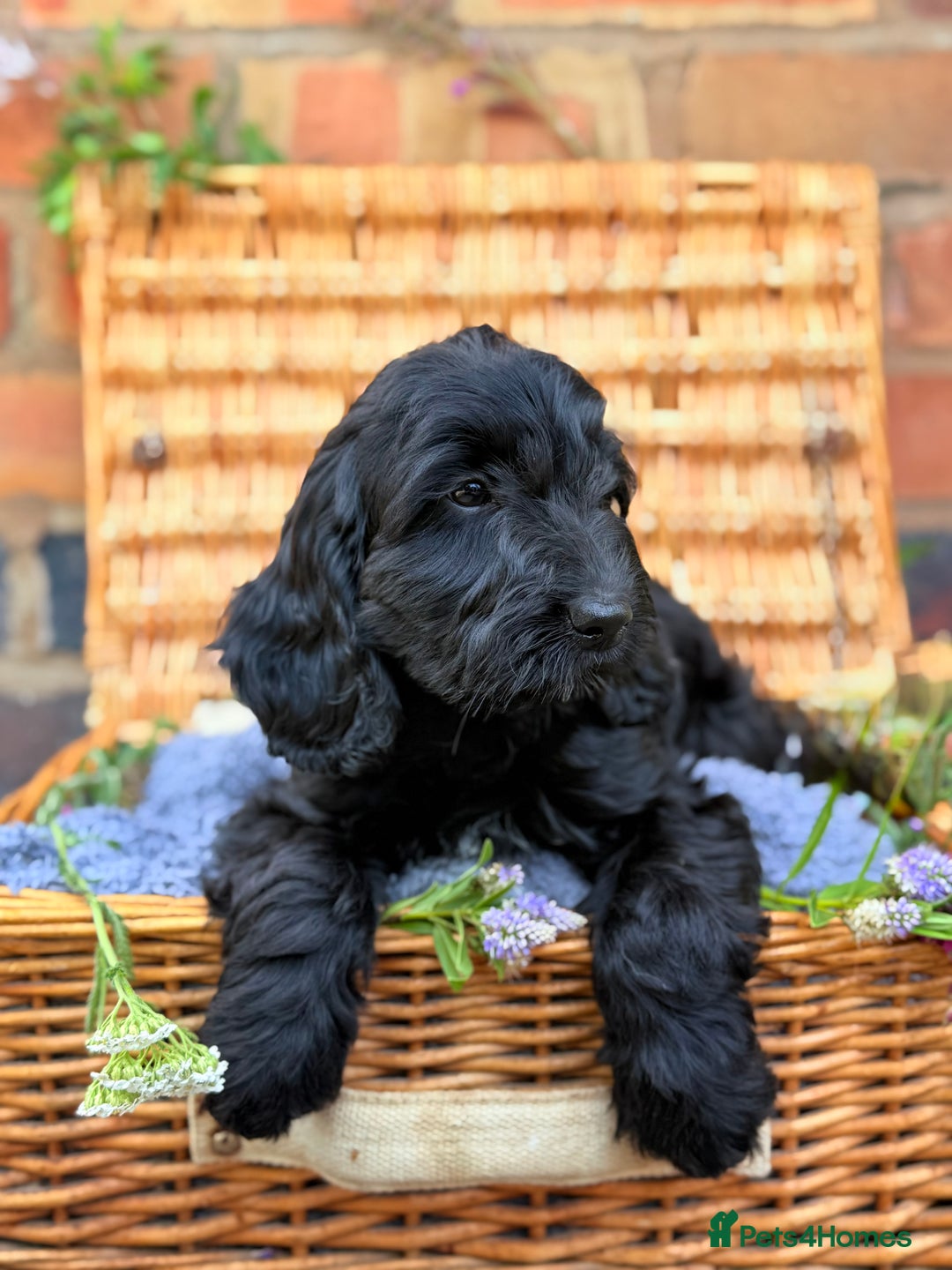 Australian Labradoodle dogs for sale: Australian labradoodle** READY TO GO** - Image 8