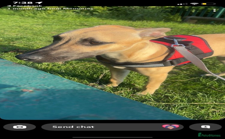 Mixed Breed dogs - Advert 15