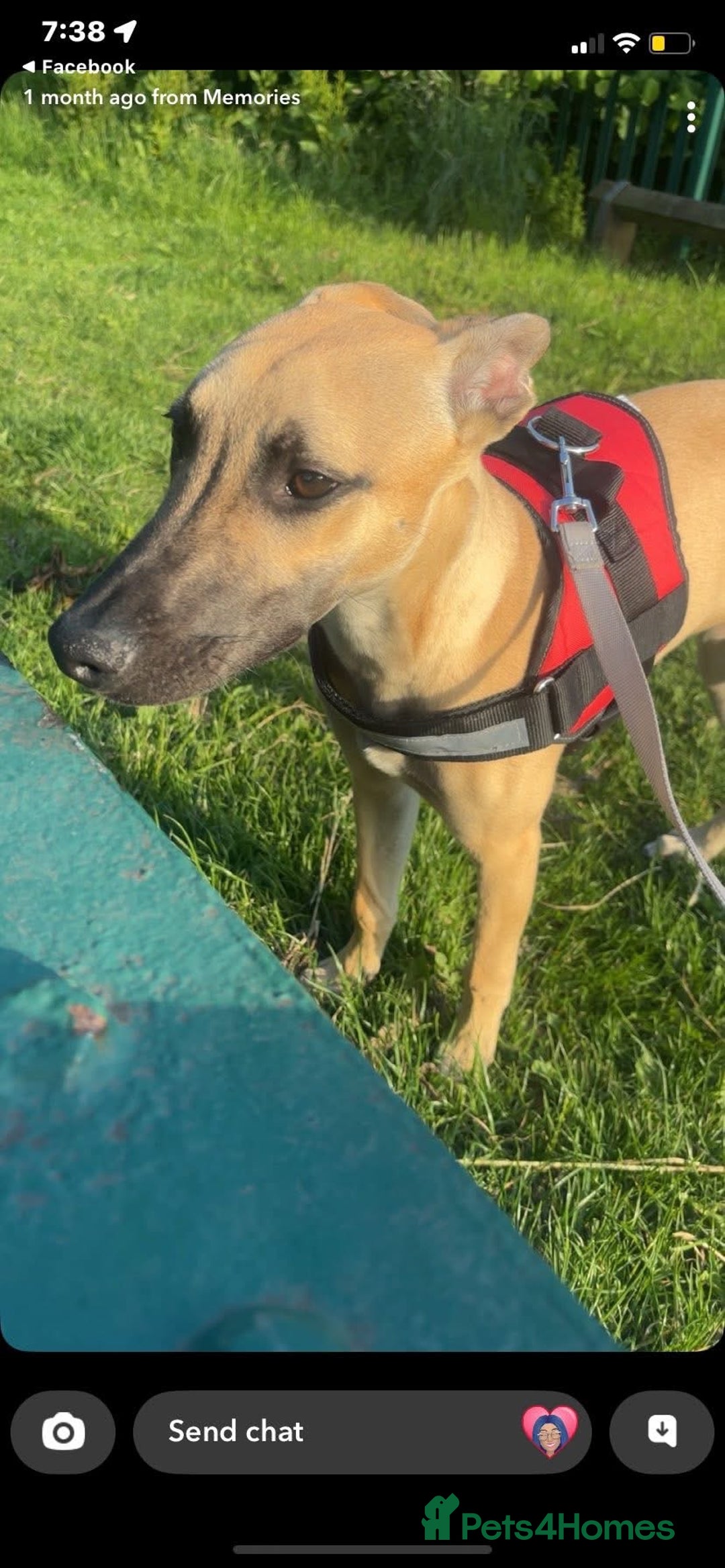 Mixed Breed dogs for sale: Lurcher free to a good home  - Image 1