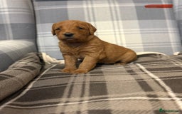 Labradoodle dogs for sale: 6 beautiful labradoodles - Advert 2