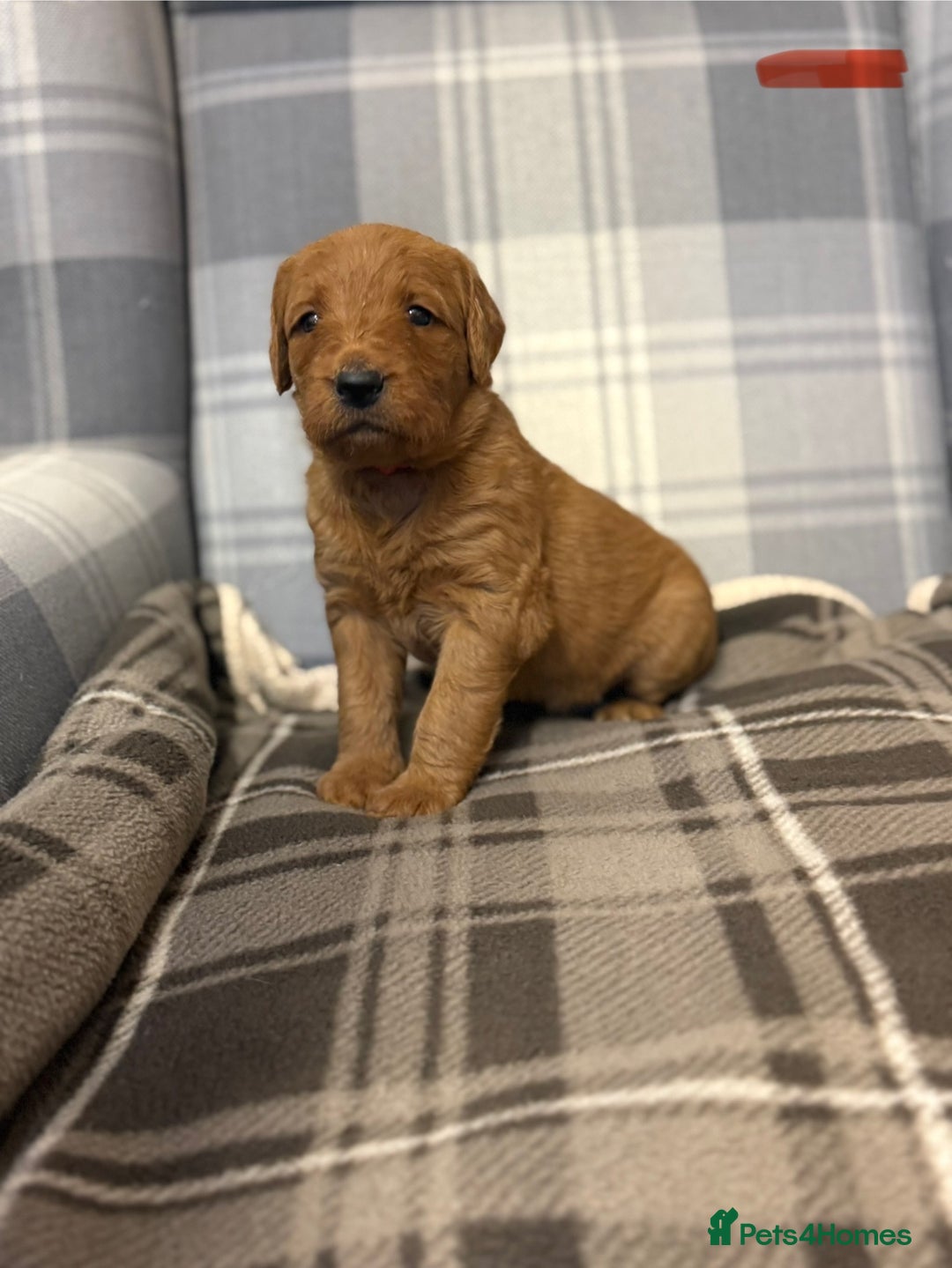 Labradoodle dogs for sale: 6 beautiful labradoodles - Advert 2