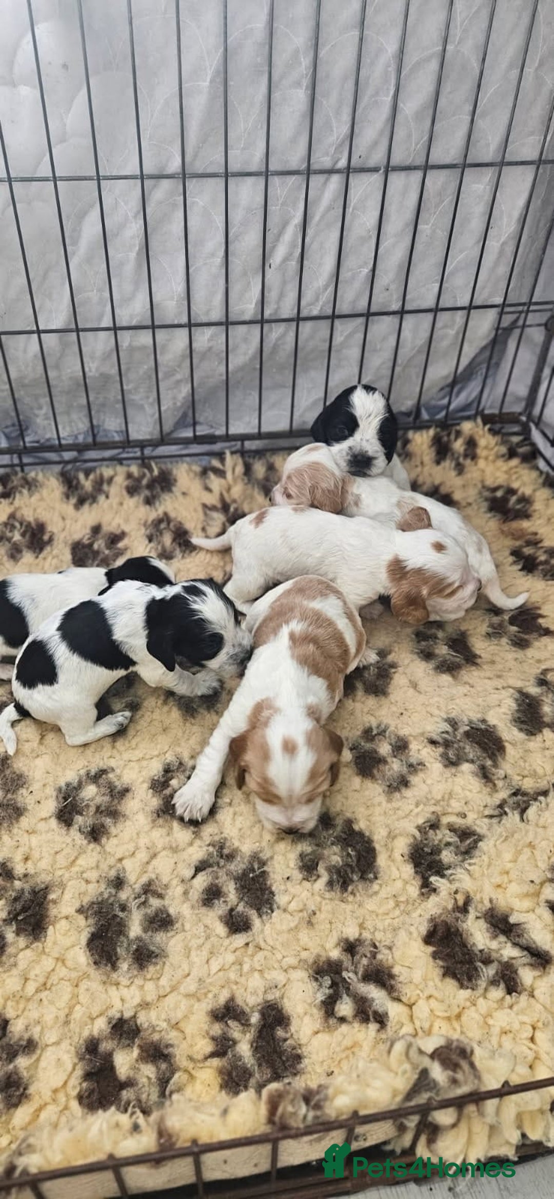Cocker Spaniel dogs for stud: KC REGISTERED ORANGE ROAN SHOW COCKER SPANIEL STUD in Barnsley - Advert 2