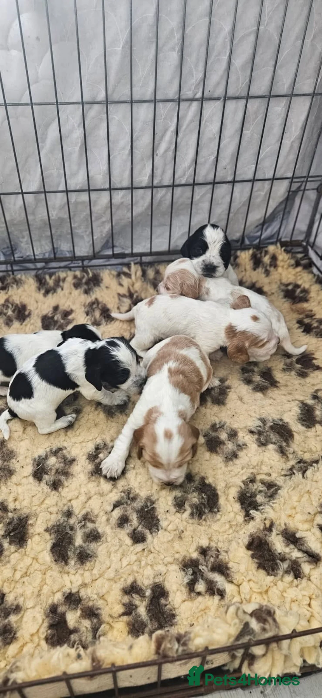 Cocker Spaniel dogs for stud: KC REGISTERED ORANGE ROAN SHOW COCKER SPANIEL STUD in Barnsley - Advert 2