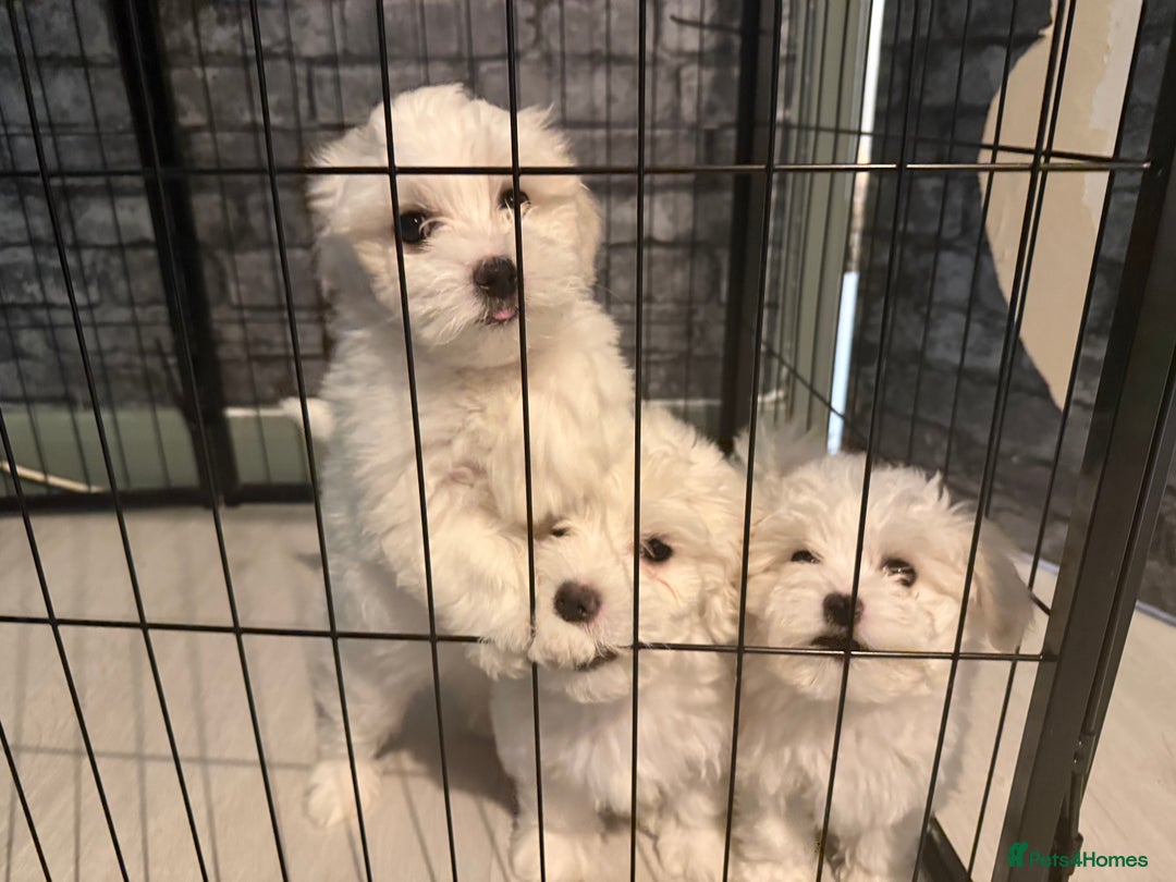 Maltese dogs for sale: 🐶 Bichon Maltese Puppies for Sale – Home Bred - Advert 6