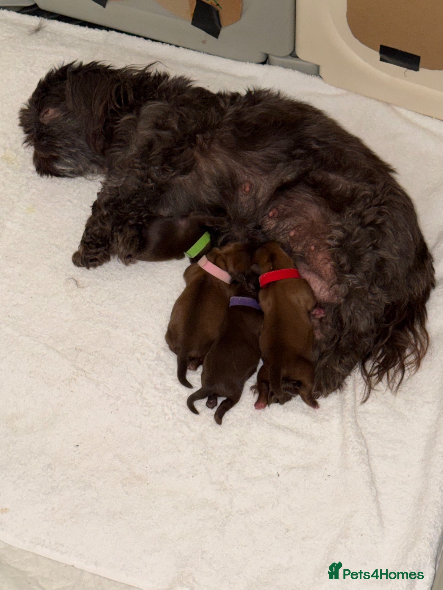 Shih Tzu dogs for sale: Kc registered imperial Shih Tzu  - Advert 1