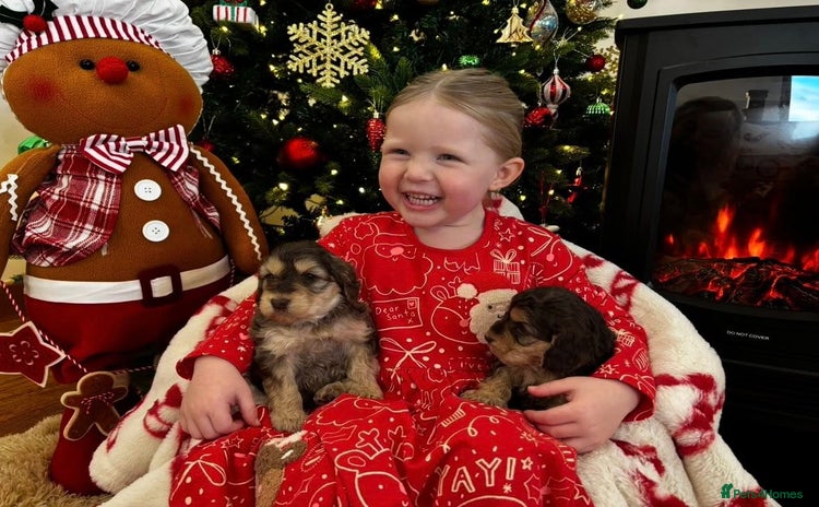 Cockapoo dogs Fabulous F1 Sable Cockapoos - Advert 14