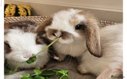 Mini Lop rabbits for sale: Gorgeous pure Bred baby mini lop rabbits - Image 1