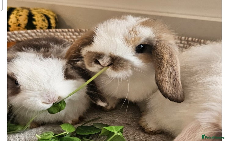 Mini Lop rabbits - Advert 5