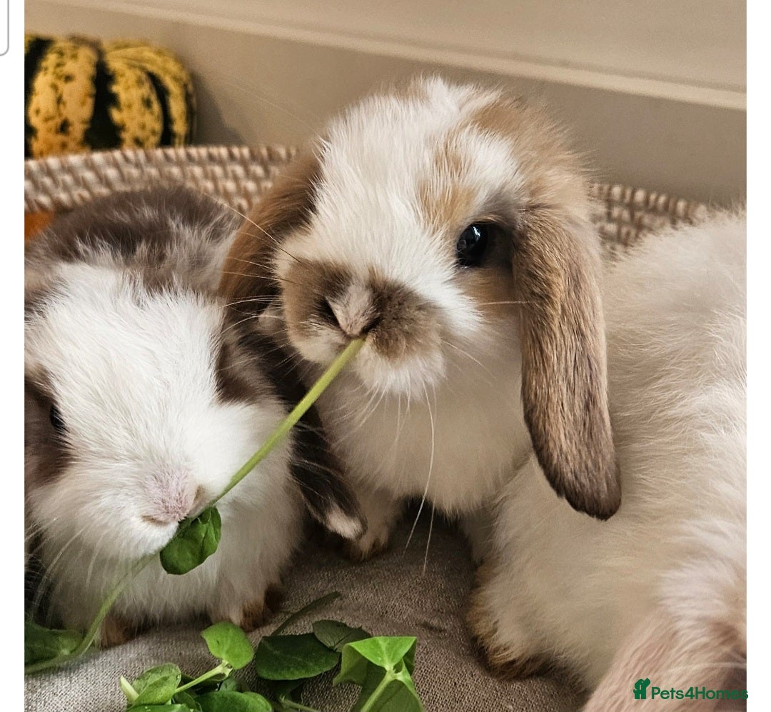 Mini Lop rabbits for sale: Gorgeous pure Bred baby mini lop rabbits - Image 1