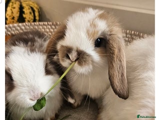 Mini Lop rabbits - Advert 28
