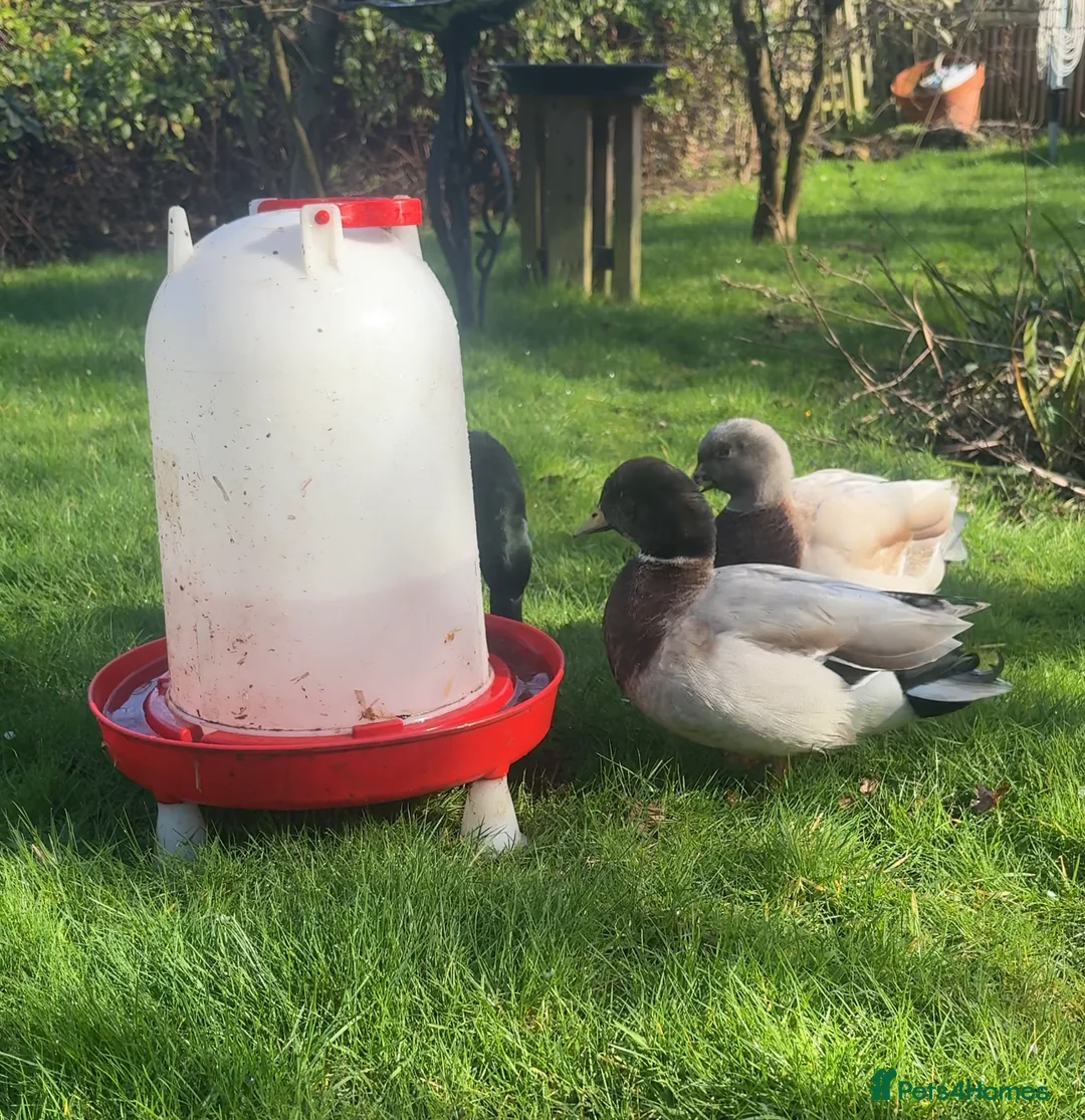 Ducks poultry for sale: 2 male call ducks, 1 female cayuga in Polegate - Advert 3