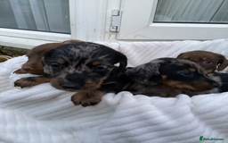 Dachshund dogs for sale: Dachshund puppies - Image 15