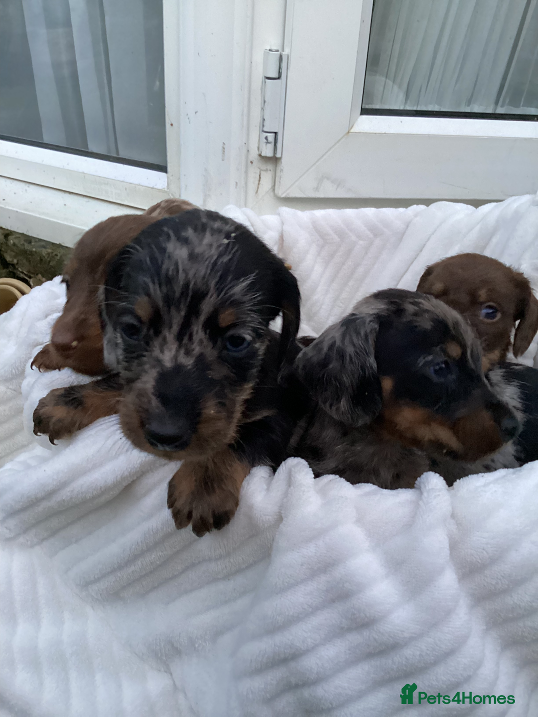 Dachshund dogs for sale: Dachshund puppies - Image 15
