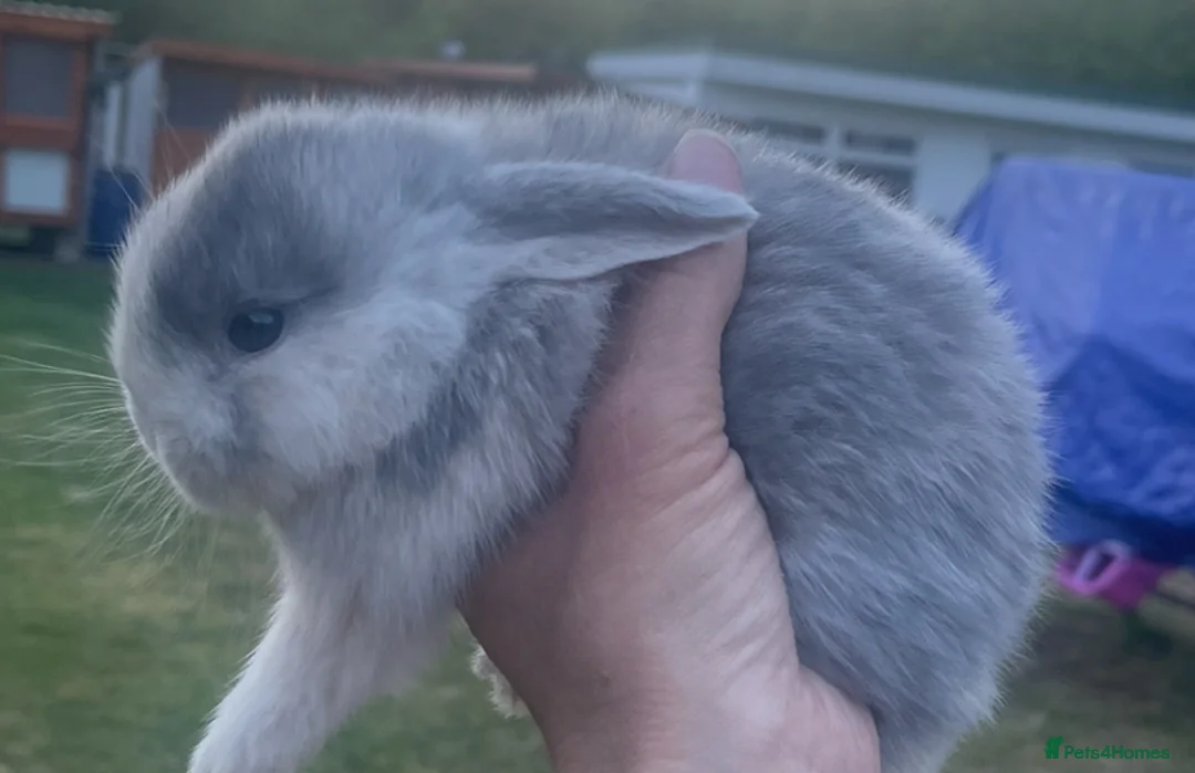 Mini Lop rabbits for sale: Gorgeous baby mini lops  - Advert 21