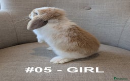 Mini Lop rabbits for sale: Exceptional Mini-Lops. Collect from: 13th October - Image 3