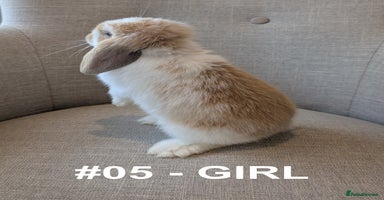 Mini Lop rabbits - Advert 16