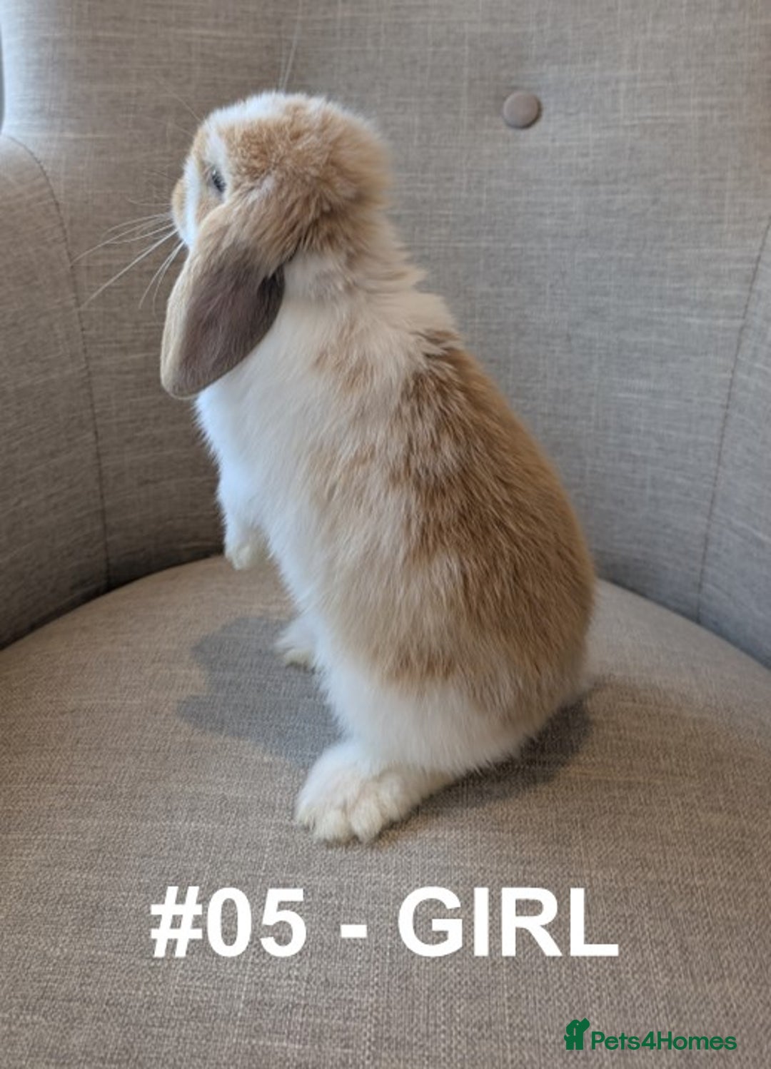 Mini Lop rabbits for sale: Exceptional Mini-Lops. Collect from: 13th October - Image 3