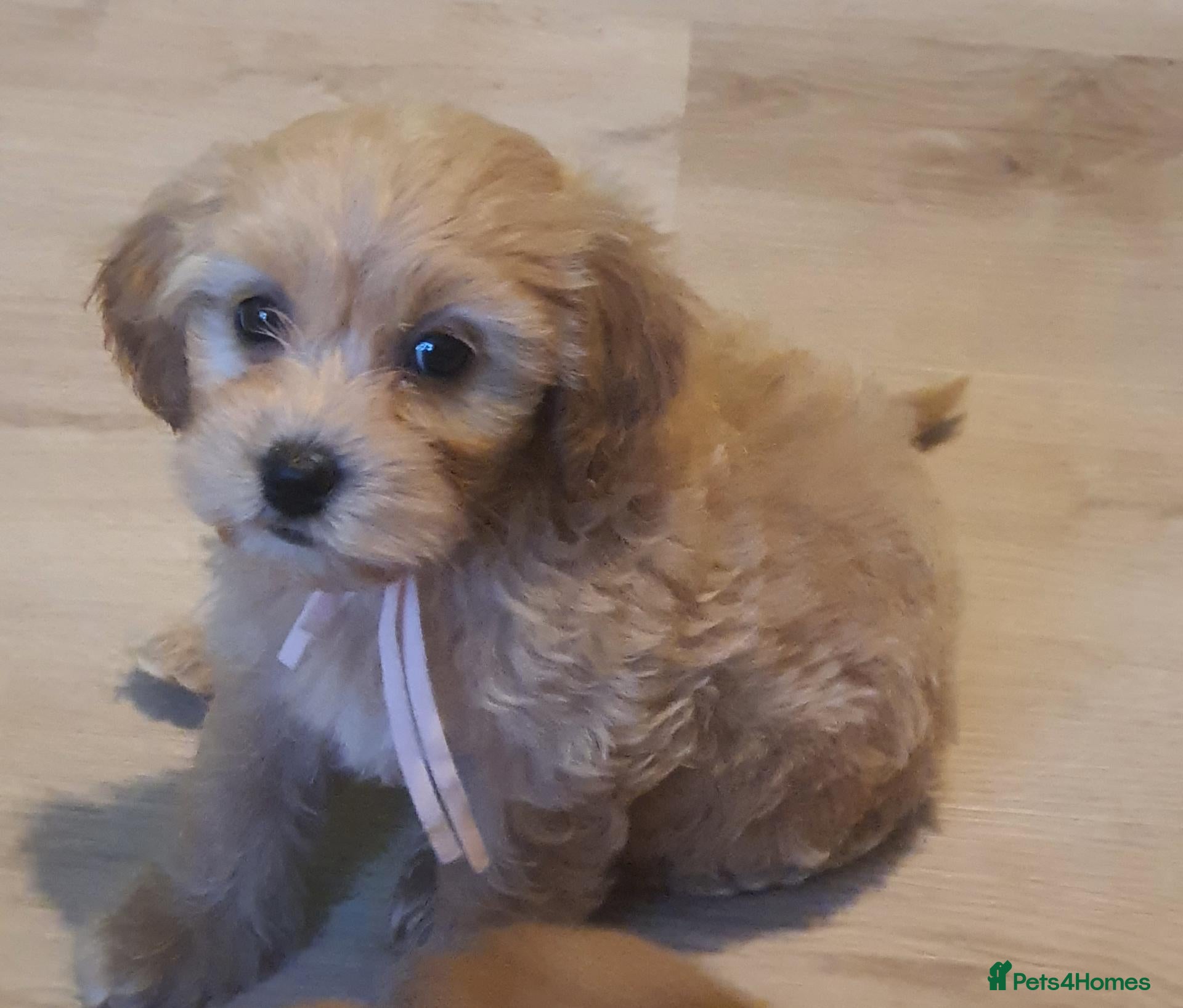 Cavapoochon dogs Small Cavapoochon red puppies - Advert 2