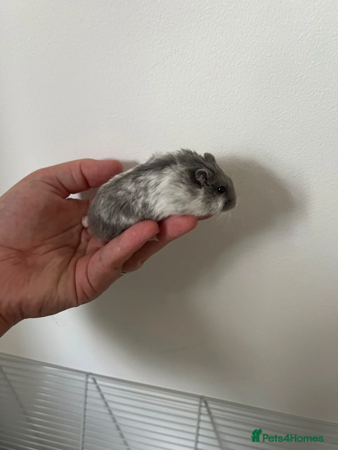 Hamster rodents for sale: Very friendly Russian Dwarf hamster  - Advert 2