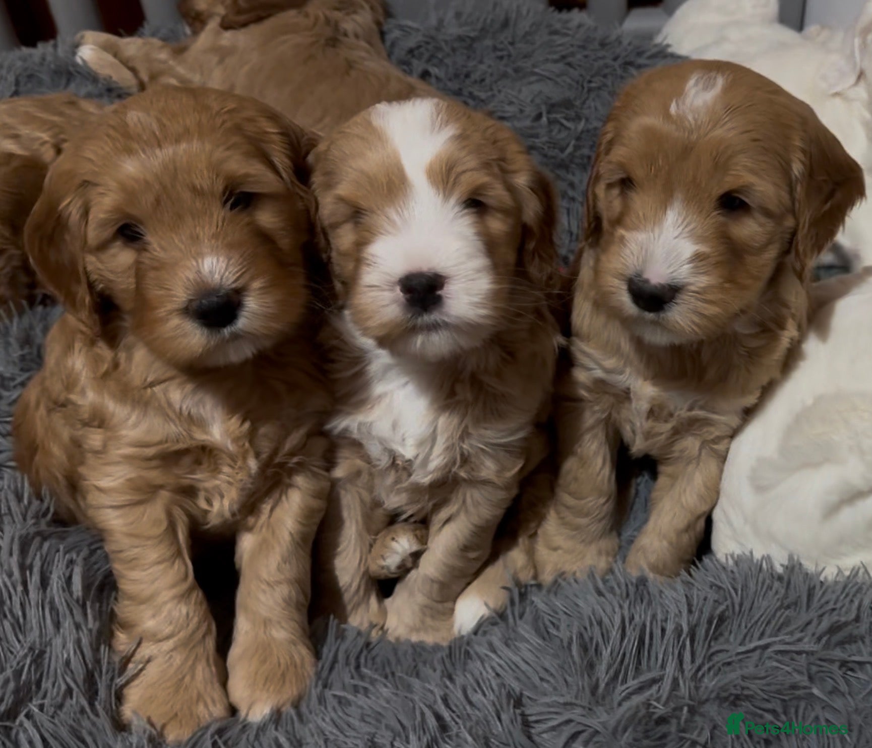 Australian Labradoodle dogs Perfect Mini Australian Labradoodle pups 🐾  - Advert 5