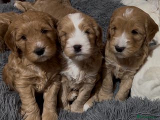 Australian Labradoodle dogs Perfect Mini Australian Labradoodle pups 🐾 - Advert 3