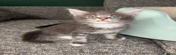 Maine Coon cats for sale: GCCF Maine Coone kittens, tested, vacc, vet check - Advert 5
