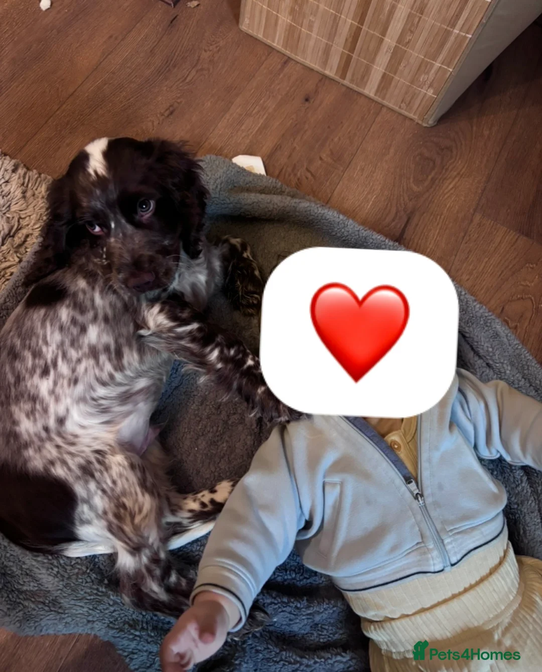 Cocker Spaniel dogs for sale: Cocker-spaniel 3Months  - Advert 5