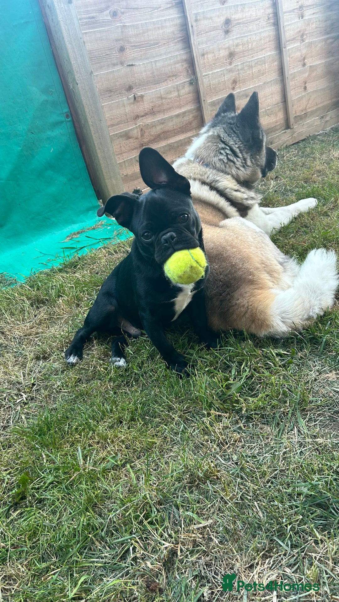 Frug dogs for sale: Male Frug  - Image 5