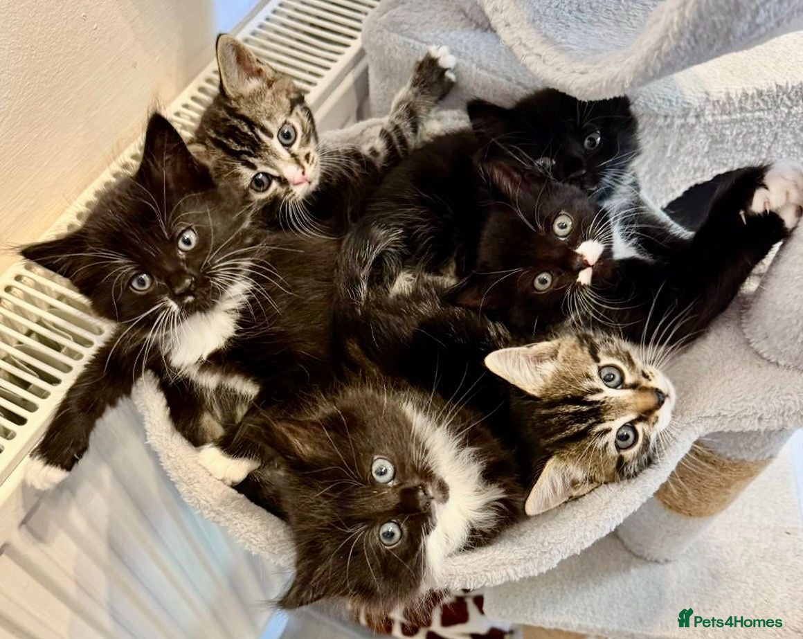 Mixed Breed cats Beautiful Kittens ready for their forever Homes - Advert 10