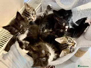 Mixed Breed cats Beautiful kittens are waiting for their new homes - Advert 2