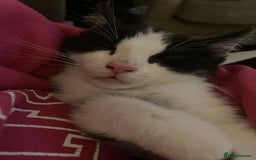 Mixed Breed cats for sale: Kitten available now - Image 5