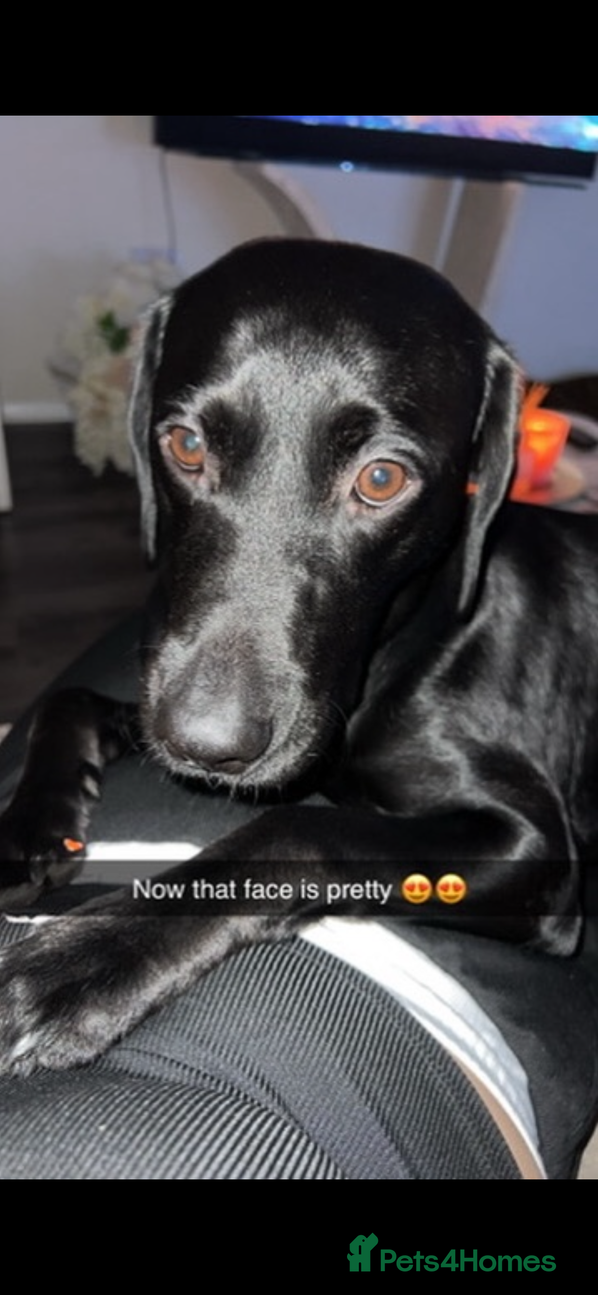 Labrador Retriever dogs STUNNING KC REGISTERED PEDIGREE LABRADOR PUPPIES - Advert 2