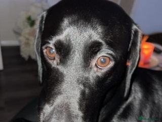 Labrador Retriever dogs 🖤STUNNING KC REGISTERED PEDIGREE LABRADOR PUPPIES - Advert 15