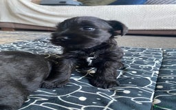Miniature Schnauzer dogs for sale: KC Registered Black Miniature Schnauzer Pups  - Image 9