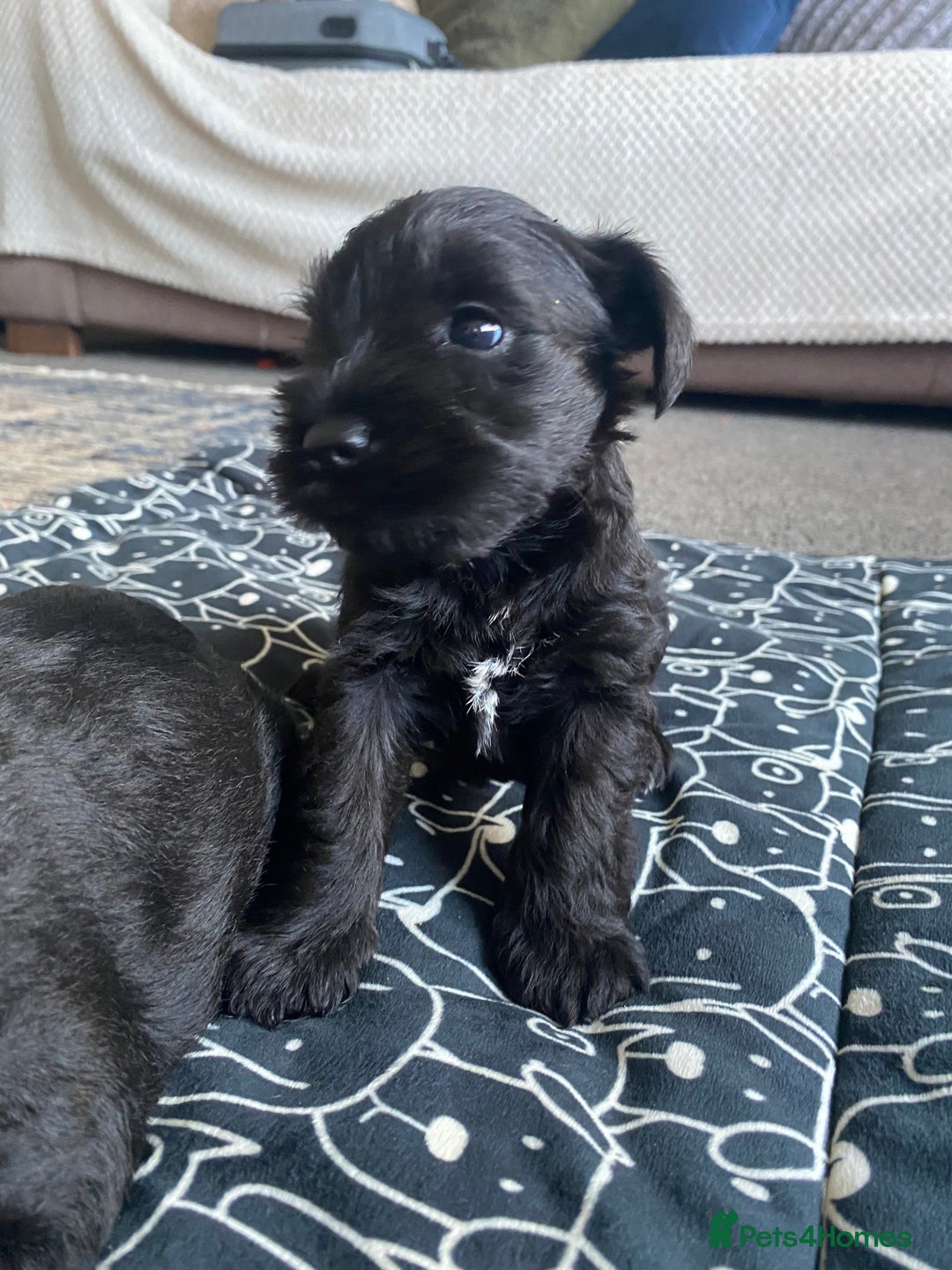 Miniature Schnauzer dogs for sale: KC Registered Black Miniature Schnauzer Pups  - Image 9