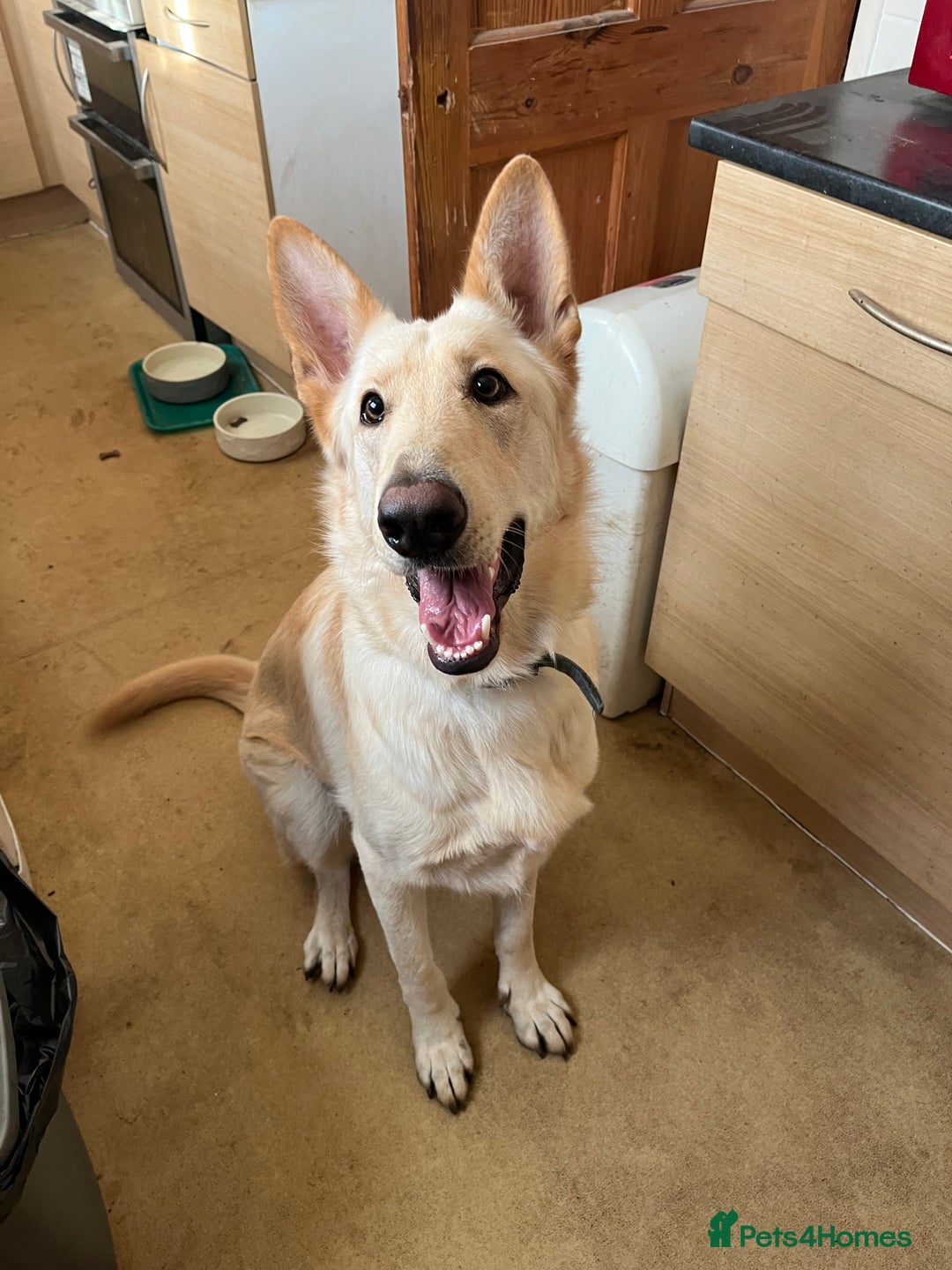 German Shepherd dogs for sale: Bear needs a home - Image 1